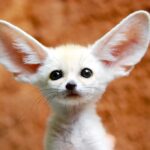 animal fennec fox