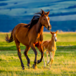 animal horse