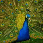 bird peacock