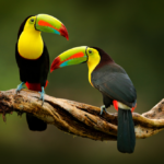 birds