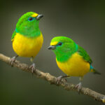 lovely birds