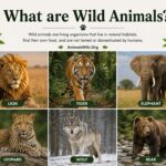 what are wild animals