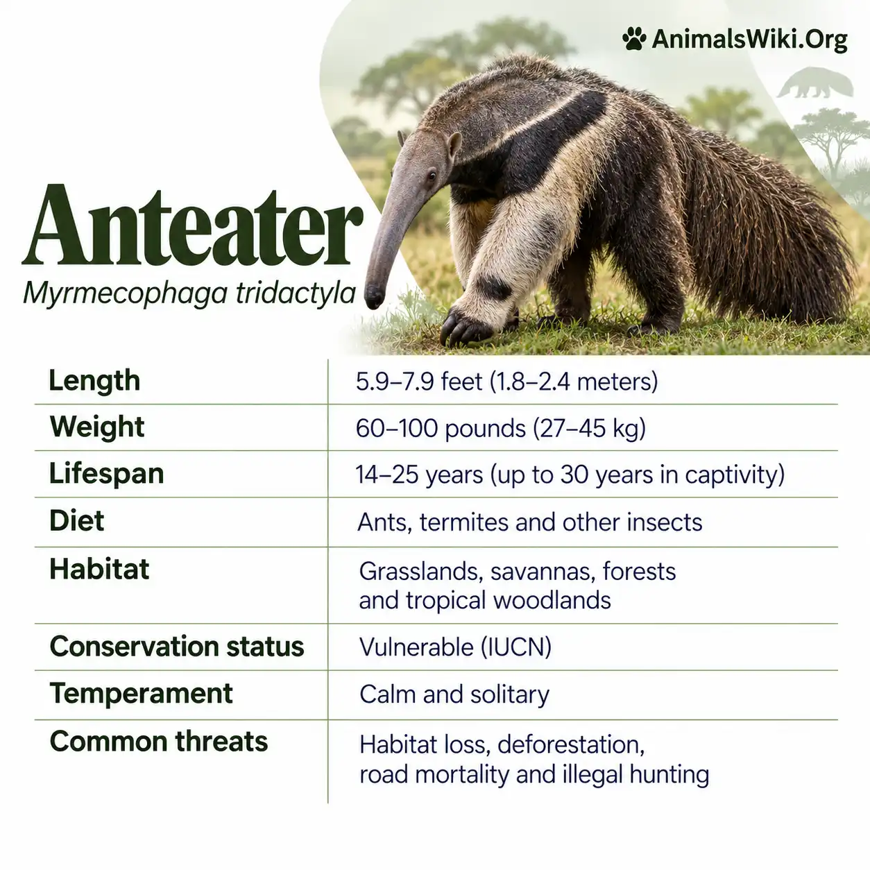 Anteater