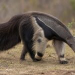 anteaters