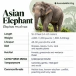 Asian Elephant