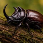 Asian Rhino Beetle