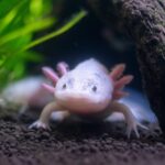 axolotl aquatic salamander
