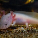 axolotl salamander