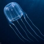 box jellyfish