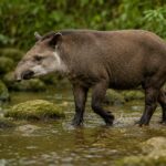 Brazilian Tapir