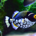 clown triggerfish