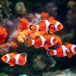 clownfish