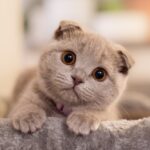cute gray cat