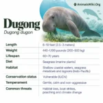 Dugong