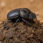 Dung_Beetle_1