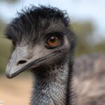 Emu_1