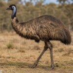 Emu_2