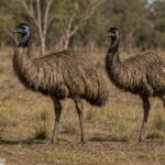 Emu_3