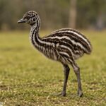 Emu_4