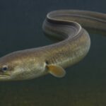 European eel