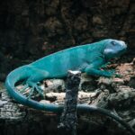 exotic reptiles
