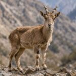 female markhor