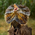 frilled-necked lizard