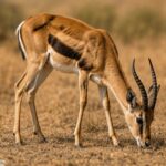 Gazelle_2