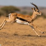 Gazelle_3