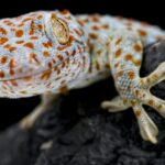 Gekko gecko