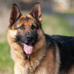 german dog