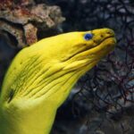 Green moray eel