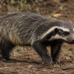 Hog Badger