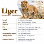 Liger animal