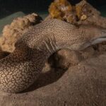 Lycodontis undulatus