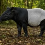 Malayan Tapir