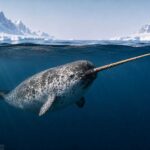 male narwhal