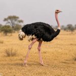 male ostrich