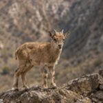 markhor calf