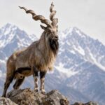 markhor male