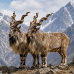 markhors