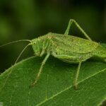 meadow katydid