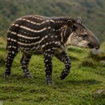 Mountain Tapir