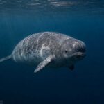 narwhal calf