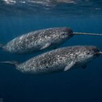 narwhals