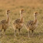 ostrich chicks