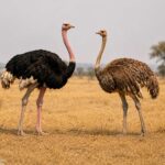 ostrich pair
