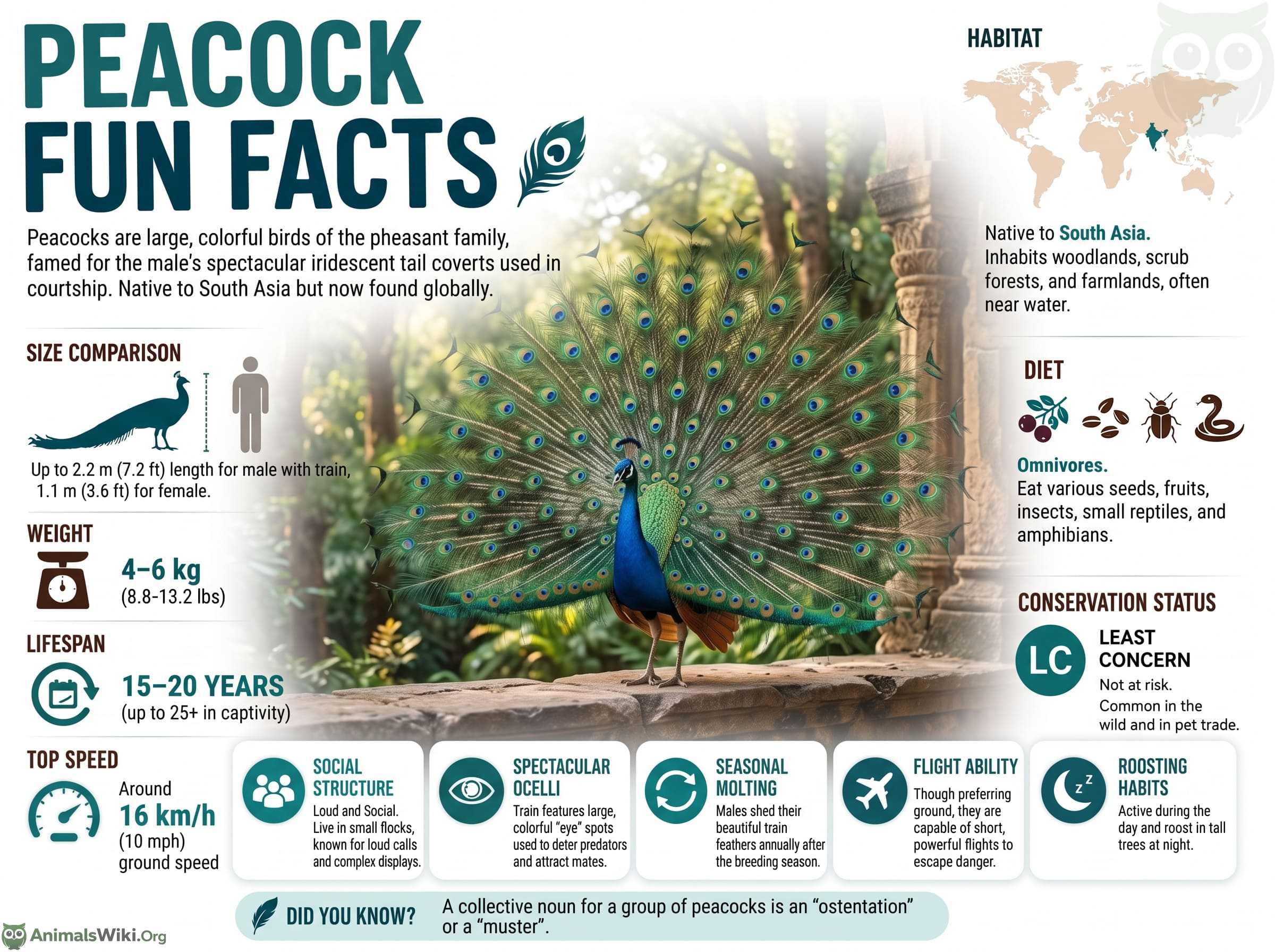 Peacock Facts