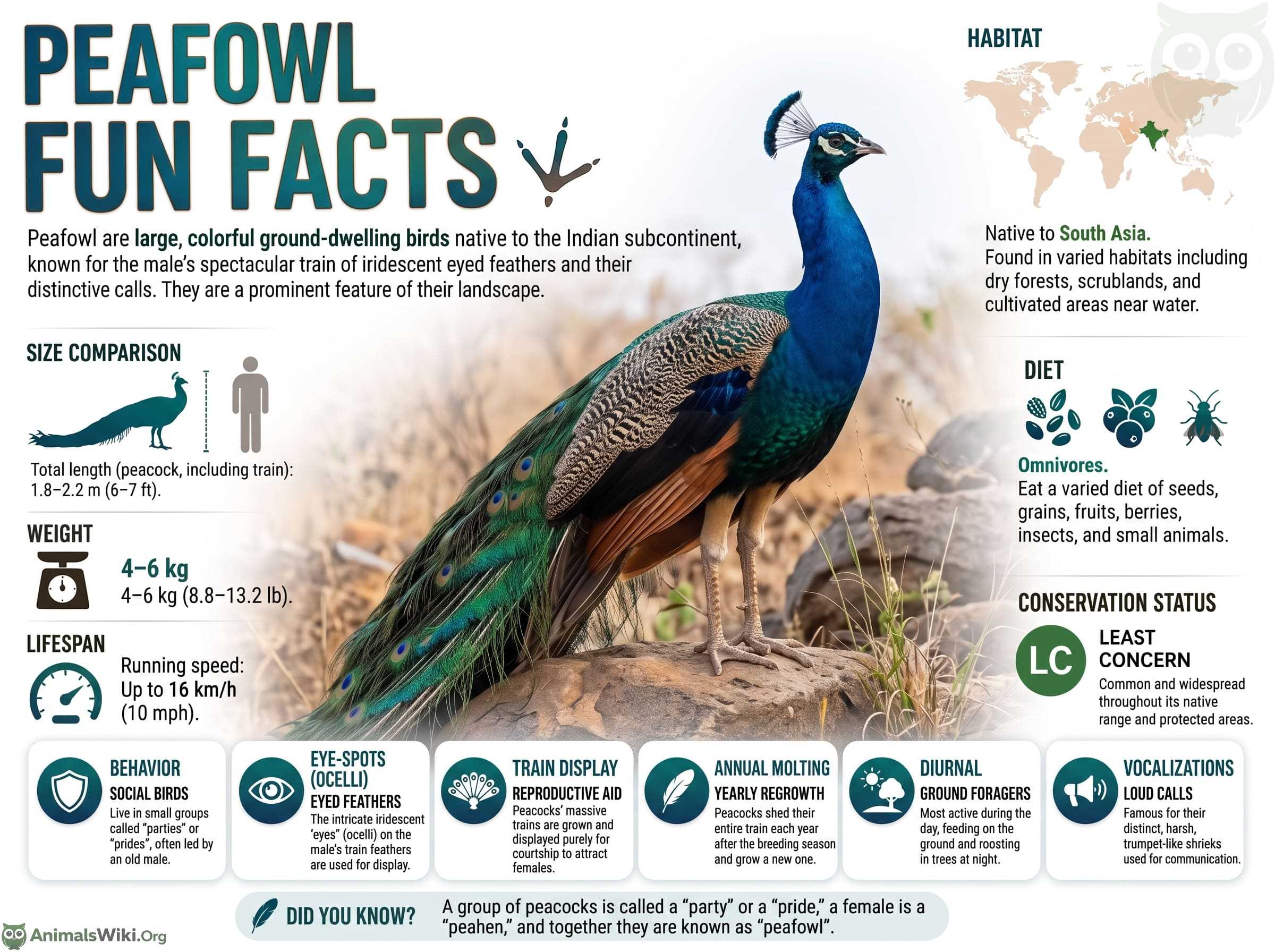 Peafowl Facts