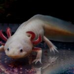 pink axolotl facts
